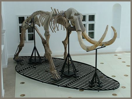 mammut1.jpg